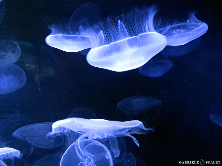 meduse