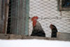 Galline e Galli