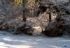 Sottobosco illuminato